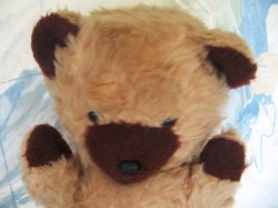 BEAR BG BROWN MAIN_03
